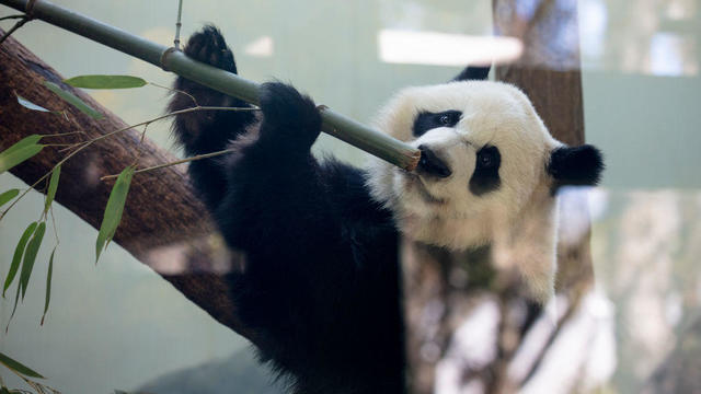 Panda Diplomacy 