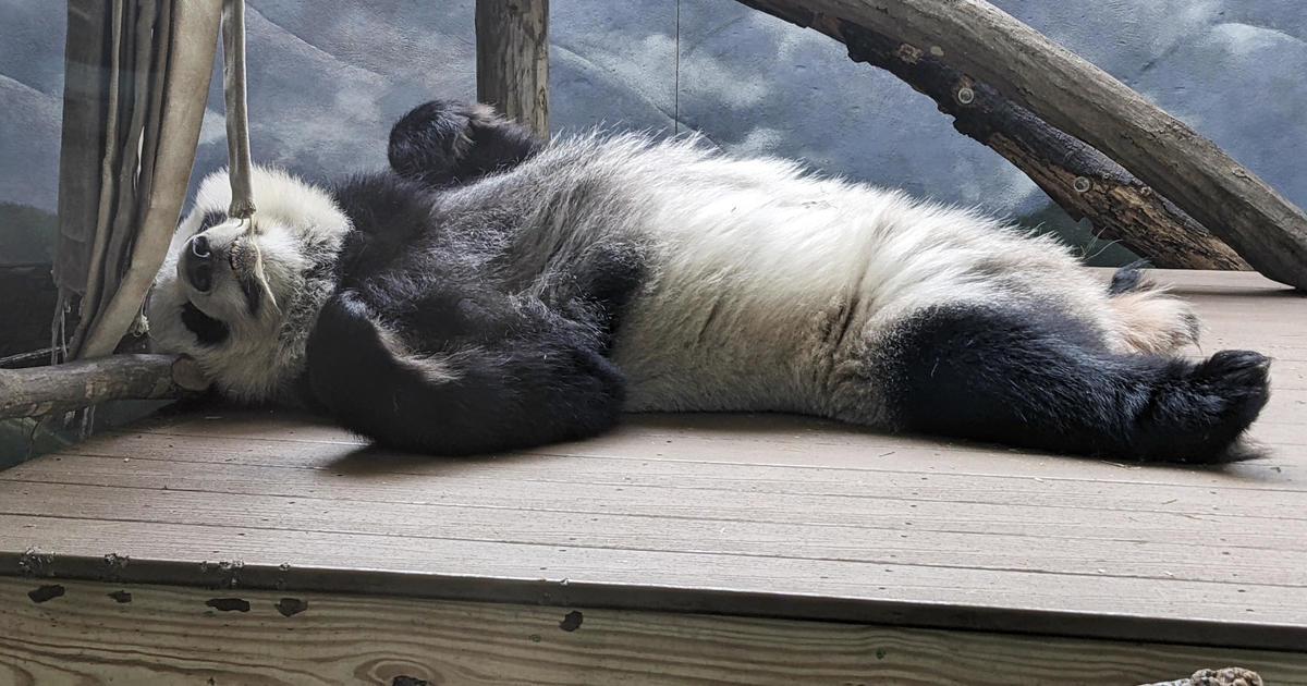 美国最后一批大熊猫如期返回中国