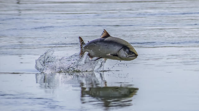 Jumping Endangered Salmon 