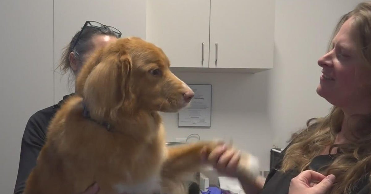 El Dorado Hills veterinary center houses canine community blood bank