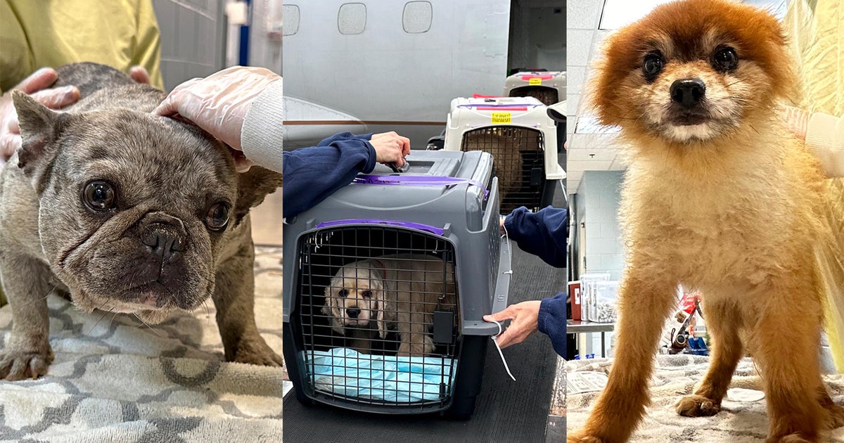 Purebred, designer dogs rescued from 