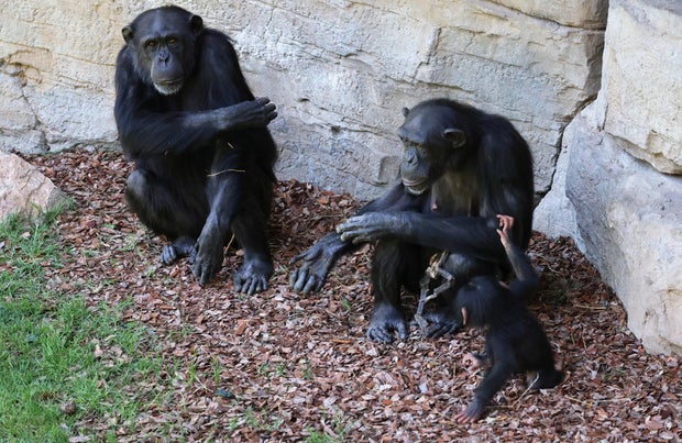 Grieving chimpanzee carries her dead baby for months in Spanish Bioparc zoo in Valencia