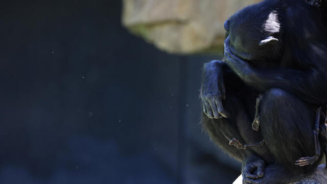 Grieving chimpanzee carries her dead baby for months in Spanish Bioparc zoo in Valencia 