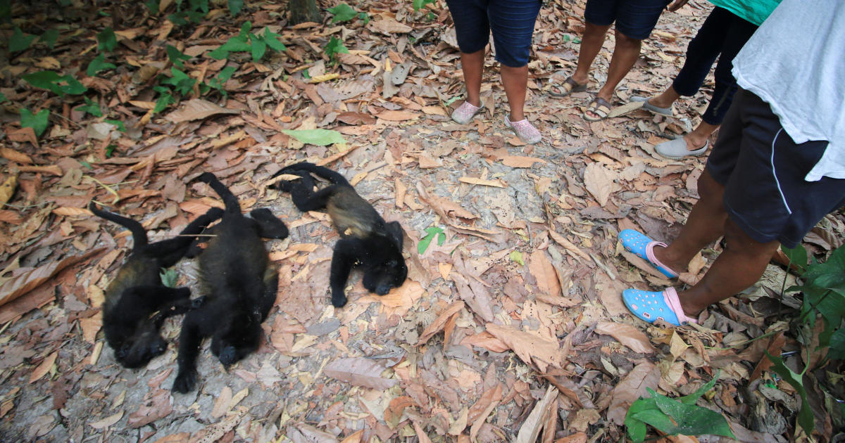 Маймуните ревущи падат мъртви от дърветата в тропическите гори в