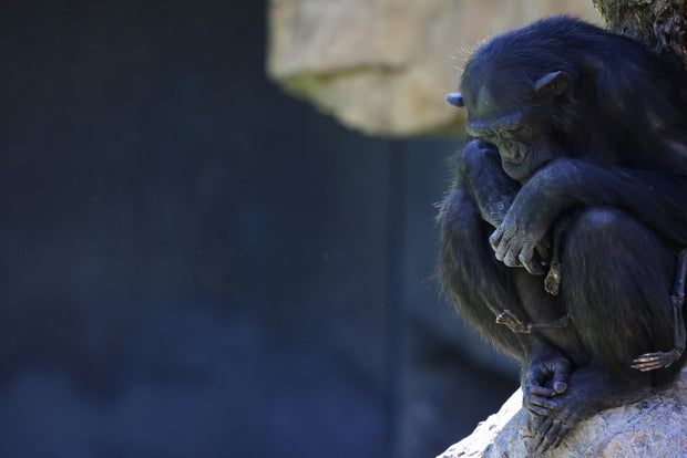 Grieving chimpanzee carries her dead baby for months in Spanish Bioparc zoo in Valencia