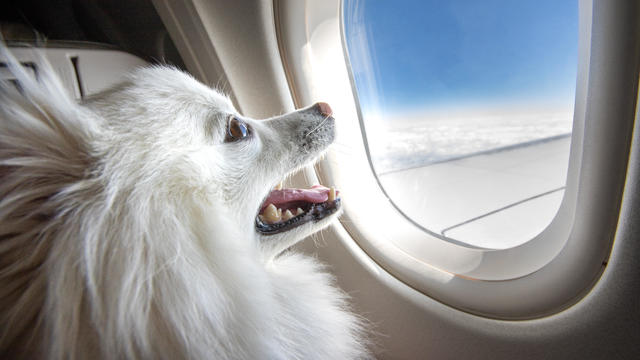 Dog on an airplane 