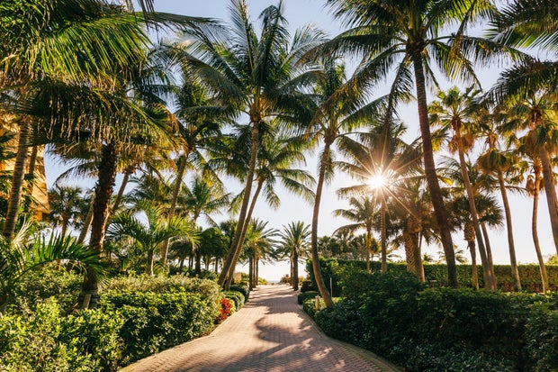 Pathway with palm trees leading to the beach, Miami Beach, Florida, USA