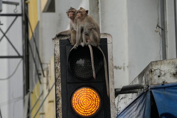 Monkeys from Thailand