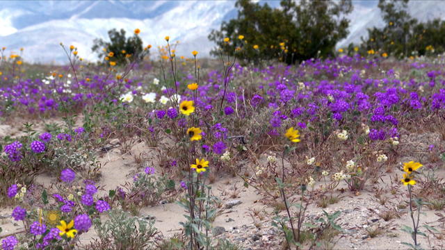 nature-desert-wildflowers-1920.jpg 