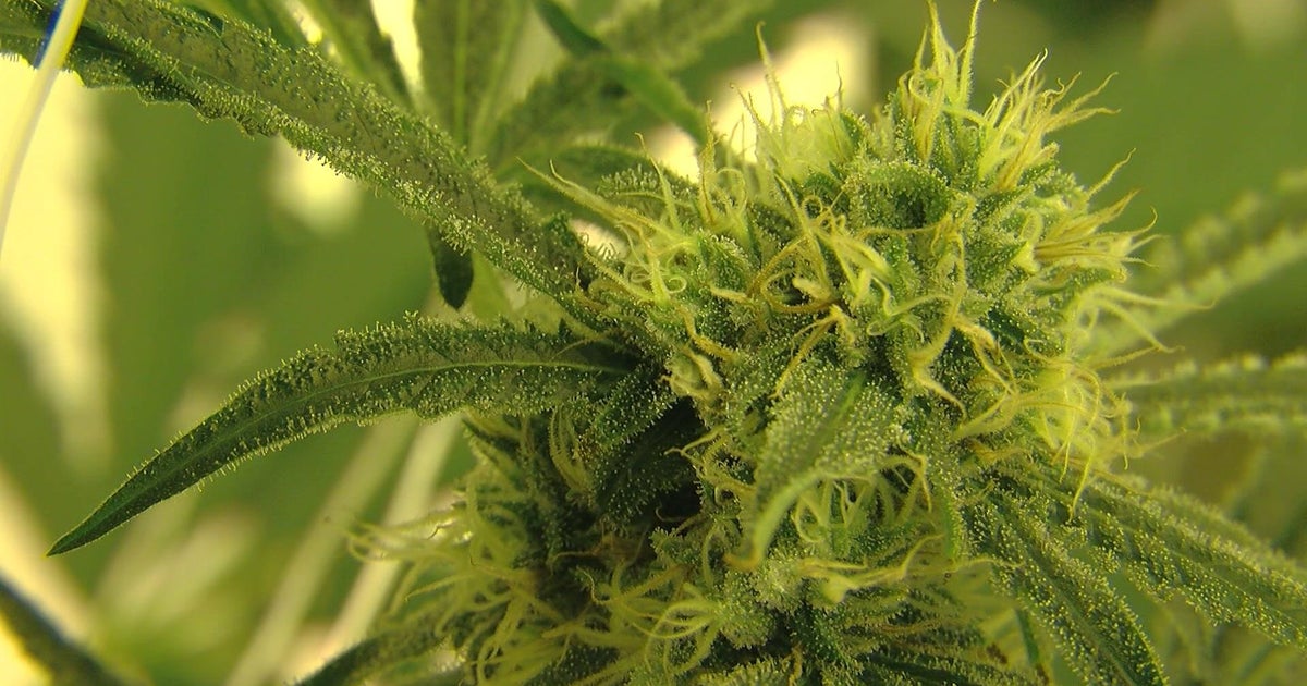 Minneapolis City Council Approves Cannabis Regulations