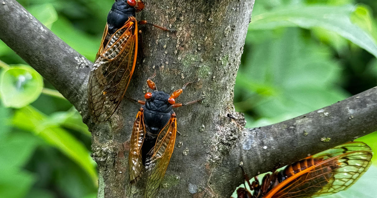 Милиарди цикади се появяват в около 16 щата в Югоизточния