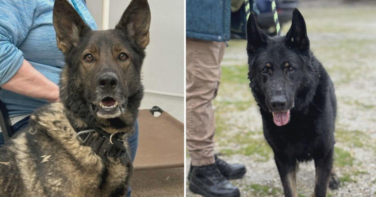 Pennsylvania SPCA seeks homes for former working dogs rescued from poor shelter