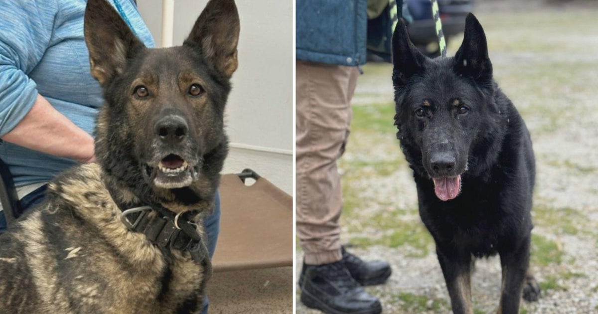 Pennsylvania SPCA seeks homes for former working dogs rescued from poor shelter Pennsylvania SPCA seeks homes for former working dogs rescued from poor shelter