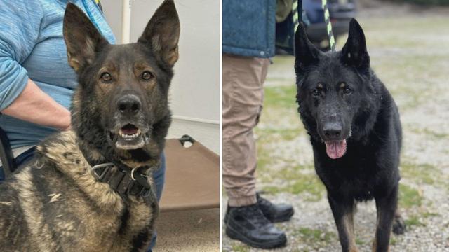Side by side photos of two dogs that need homes 