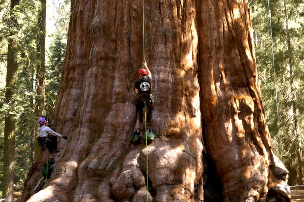 Sequoia National Park, General Sherman Tree, sequoias, Kings Canyon 