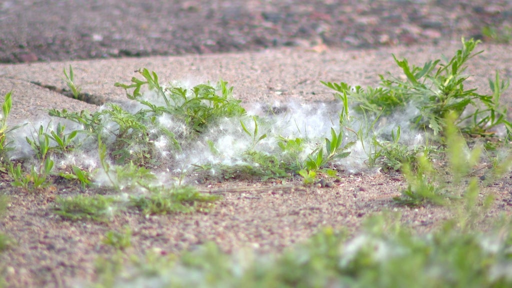 Cottonwood season in full swing in Minnesota, causing allergies to go into overdrive