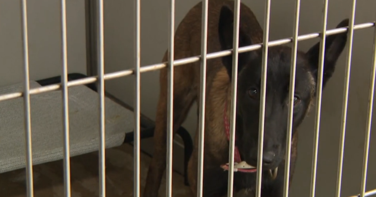 Lost pets flood Garland Animal Shelter after storms hit