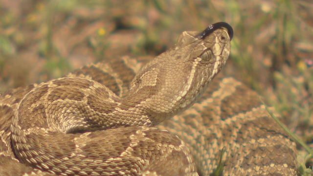jeffco-rattlesnake-10pkg-frame-1353.jpg 