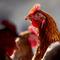 What to know about the human cases of bird flu case detected so far