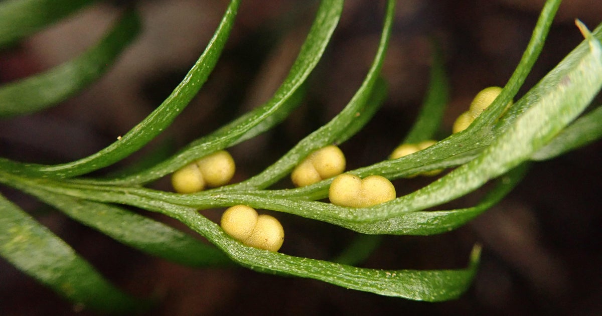 Tiny fern breaks world record for largest genome on Earth — with DNA stretching taller than the Statue of Liberty