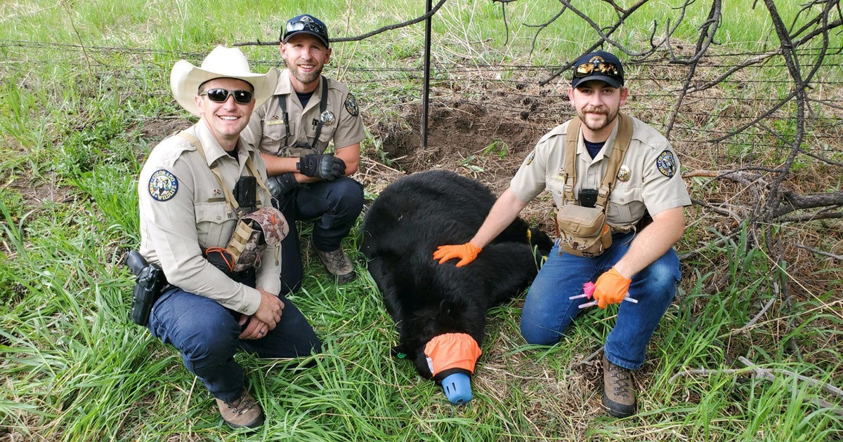 Colorado wildlife officers rescue cub from wire fence in Evergreen ...