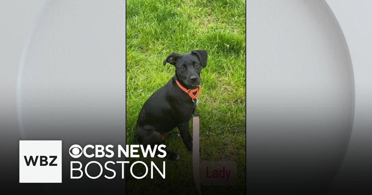 Pet Parade: See Three Puppies Up for Adoption in Massachusetts