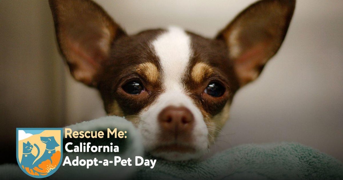 Rescue Me: California Adopt-a-Pet Day | Full Special - CBS Los Angeles