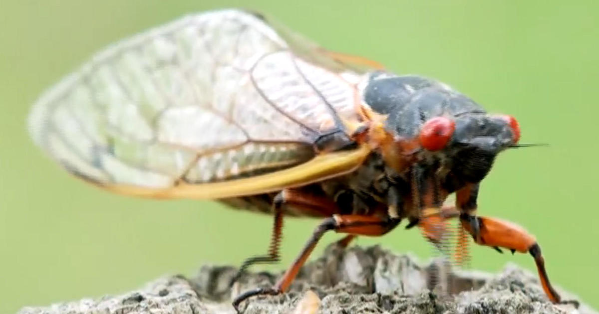 Climate Change Could Be Impacting Emergence Of Cicadas – Breaking Now ...