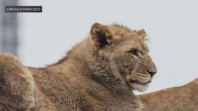 Lincoln Park Zoo lion dies.jpg 