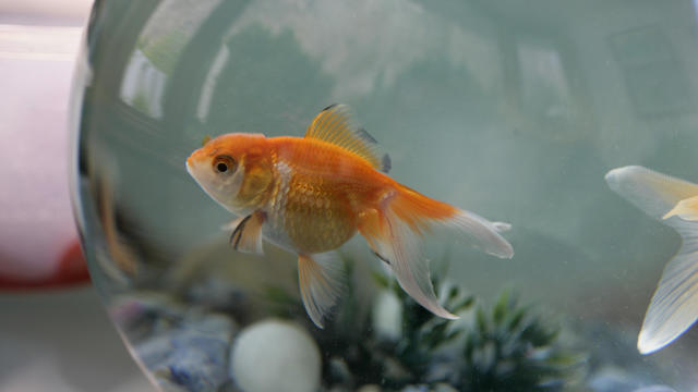 Goldfish in Bowl 