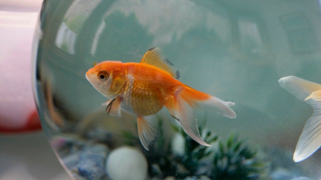 U.K. goldfish goes viral after mysteriously found on doctor's lawn seconds from death