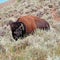 Florida man gored by bison in Yellowstone National Park
