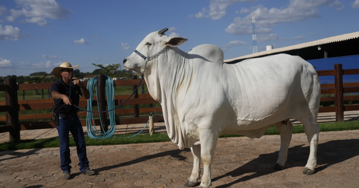 Brasilien stellte eine Superkuh im Wert von 4 Millionen US-Dollar vor, doppelt so viel Fleisch wie jede andere Kuh seiner Rasse