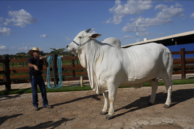 Brazil unveils $4 million supercow, twice as meaty as others of her breed