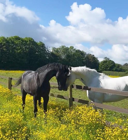 Cavalry horses Vida and Quaker shown recovering outdoors after they were injured bolting through London in this undated photo