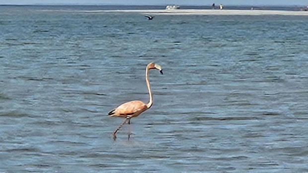 flamingo-dennis.jpg 
