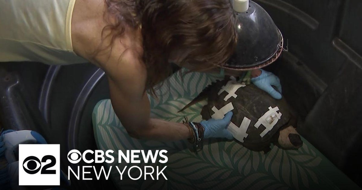 36 turtles euthanized on Long Island in just 1 week - CBS New York