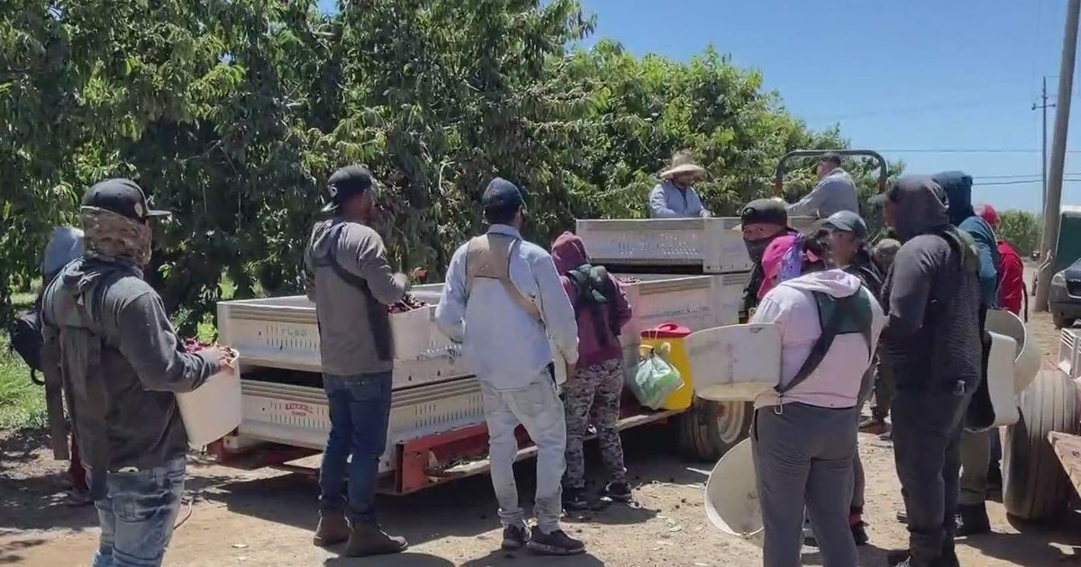San Joaquin County farmworkers pick cherries while battling high temps