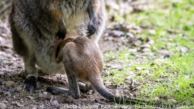 wallaby-joey-pittsburgh-zoo-2.png 