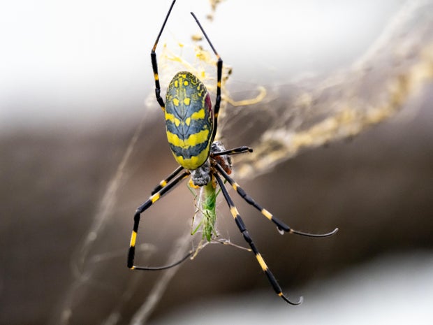 Japanese Joro orb-weaver spider eating a grasshopper 