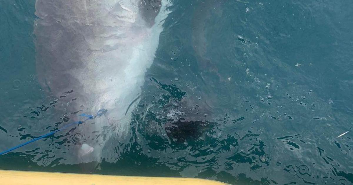 Shark spits out spiky land-loving creature in entrance of shocked scientists in Australia