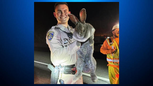 Santa Cruz CHP rabbit rescue 
