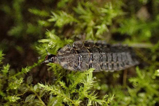 firefly-larva-photuris-xercessociety.jpg