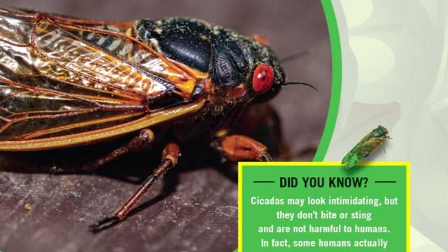 cicadas-dont-bug-me-book.jpg 