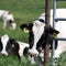 FDA urges crackdown on bird flu in raw milk, but some states say hands tied