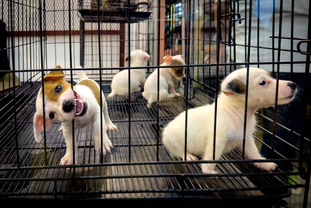 Puppies for sale, Chatuchak market, Bangkok20230404 