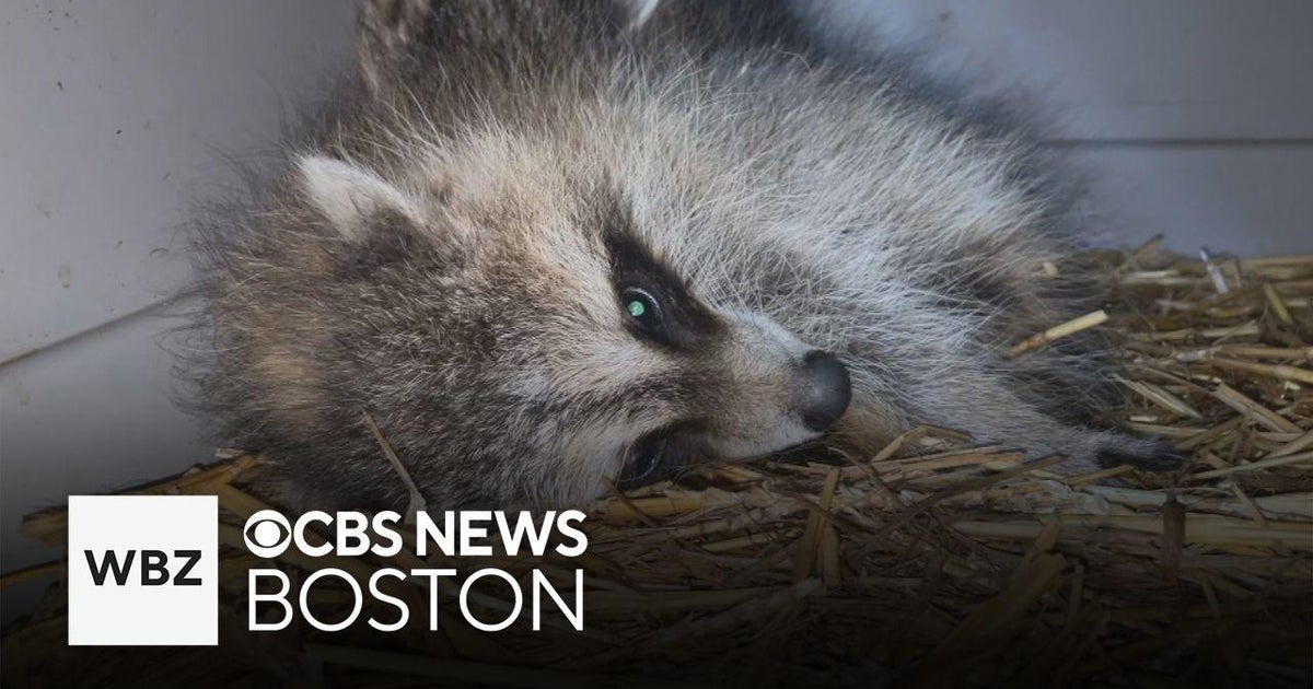 Wellesley animal control officer reunites baby raccoons with mother