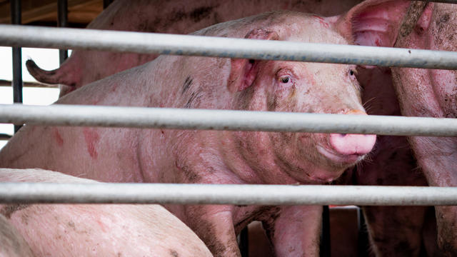Pigs in truck transport from farm to slaughterhouse. Meat industry. Livestock. Animal meat market. Animals rights concept. Pig suffering and cruelty during delivery to pork processing factory. Swine. 