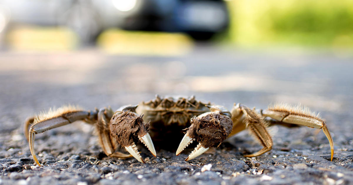 Само преди дни инвазивните паяци Жоро подлудиха жителите на Ню