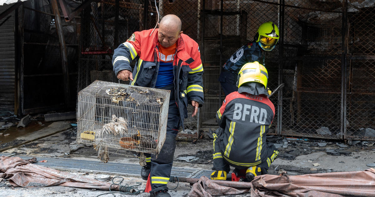 Hundreds of Animals Perish in Devastating Chatuchak Weekend Market Fire, Calls for Action on Animal Welfare
